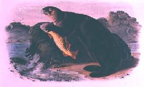 Sea Otter from Quadrupeds of North America (1842-5)