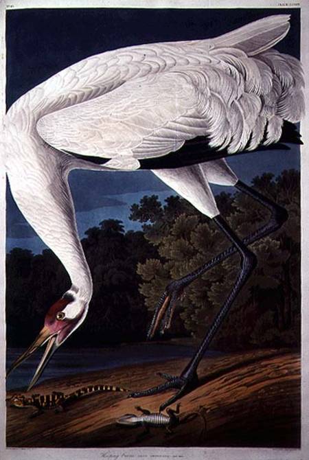 Whooping Crane, from 'Birds of America' à John James Audubon