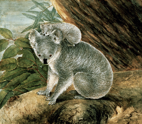 Koala and Young à John William Lewin