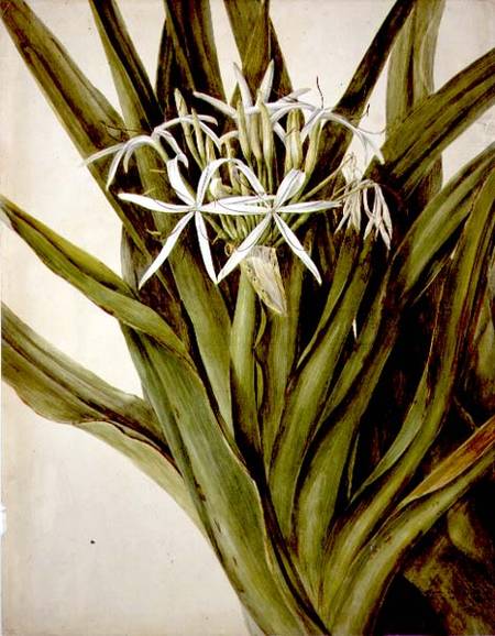 The Murray Lily, cirinum pedunculatum à John William Lewin