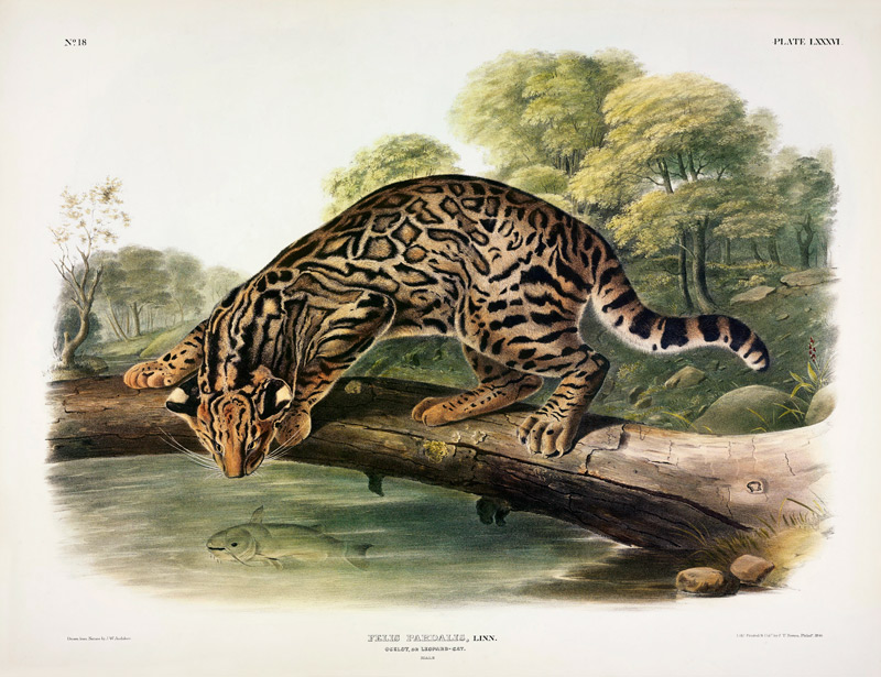 Felis Pardalis (Ocelot or Leopard-Cat), plate 86 from 'Quadrupeds of North America', engraved by Joh à John Woodhouse Audubon