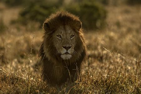 olope male lion