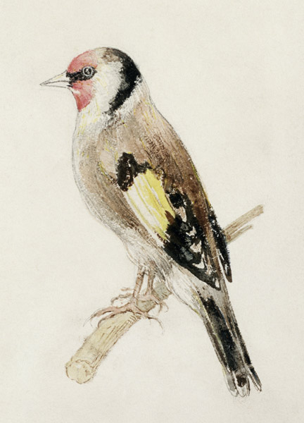 Goldfinch, from The Farnley Book of Birds, c.1816 (pencil and w/c on paper) à William Turner