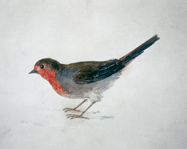 Robin, extrait de The Farnley Book of Birds, vers 1816 (crayon et encre sur papier) à William Turner