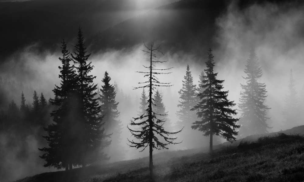 Misty forest à Julien Oncete