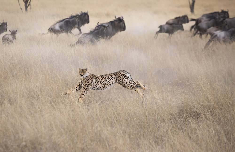 Cheetah Hunting à Jun Zuo