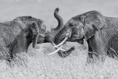 Elephant &quot;Tai Chi&quot;