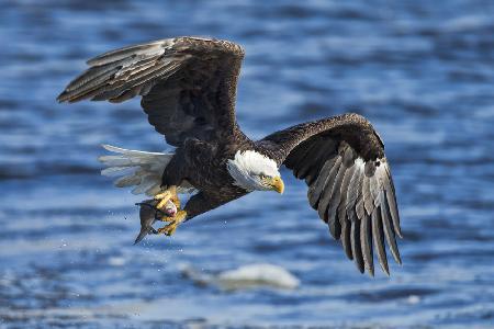 Bald Eagle Catching Fish