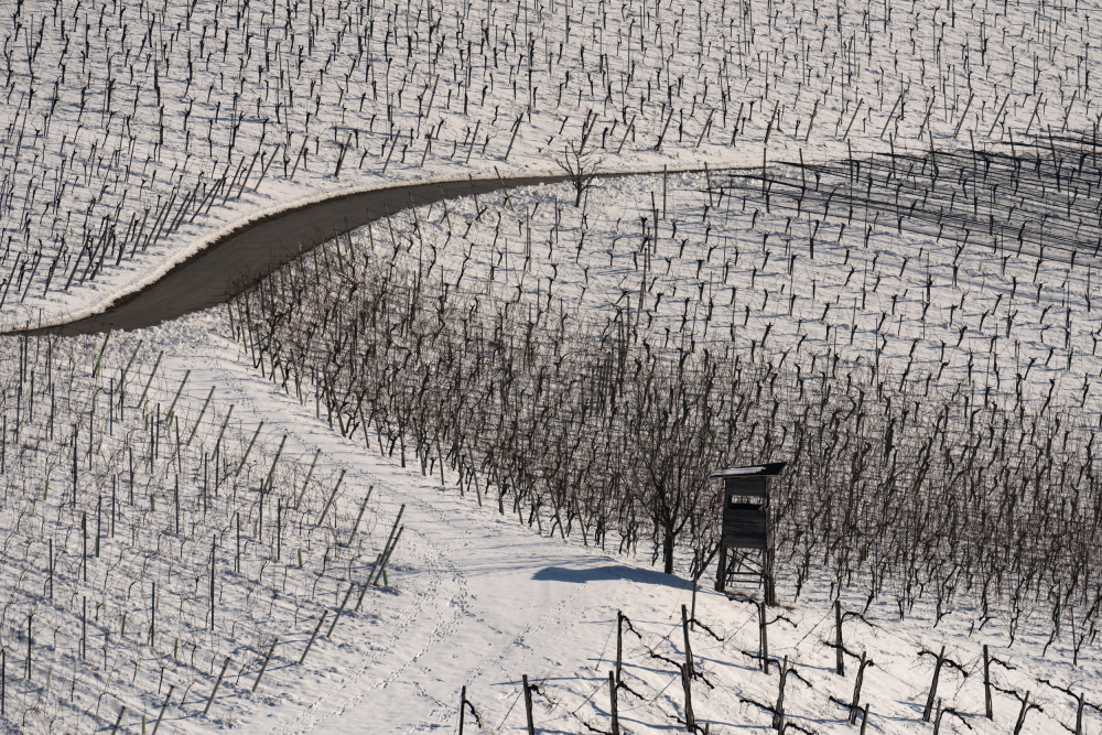 Winter vineyards à Jure Kravanja