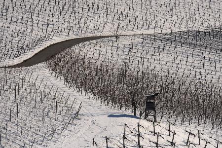 Winter vineyards