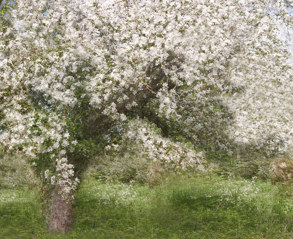 Apple Tree à Jutta Kerber