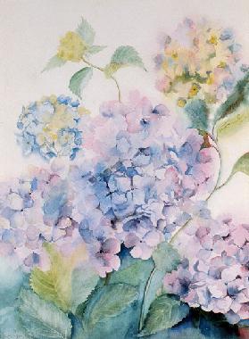 Hydrangea, Blue Wave I 