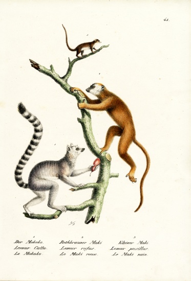 Ring-Tailed Lemur à Karl Joseph Brodtmann
