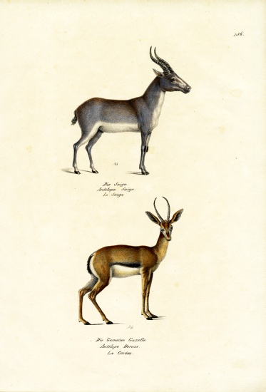 Saiga Antelope à Karl Joseph Brodtmann