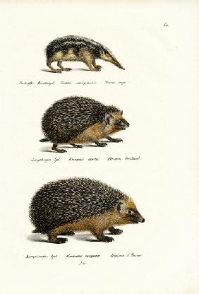 Tailless Tenrec