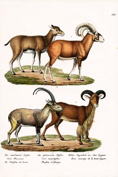 Mouflon