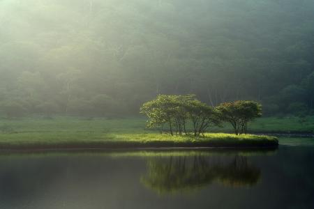 Trees in the morning sunlight #2