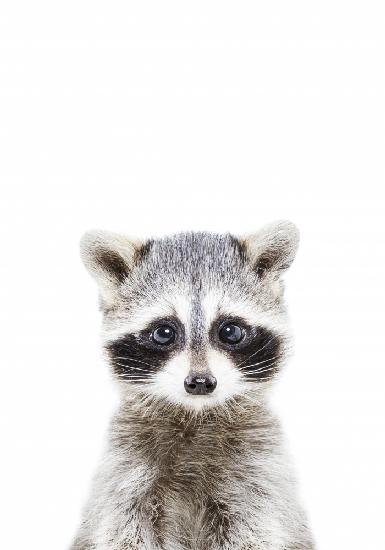 Baby Racoon