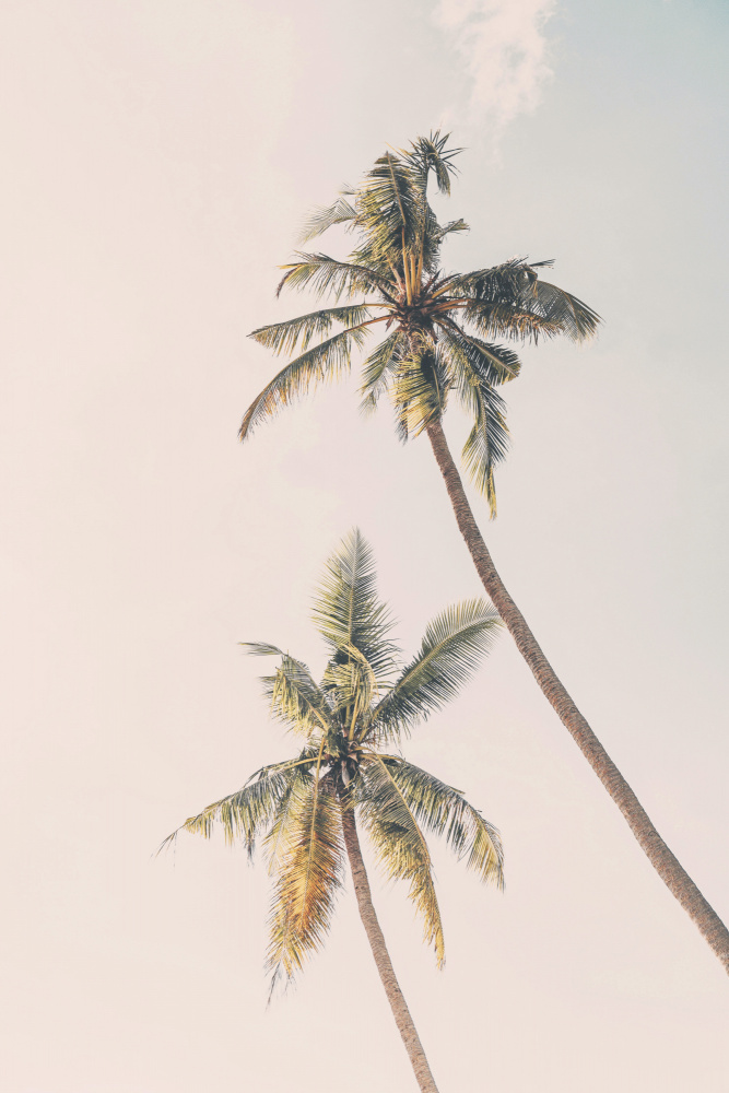 Tropical Palms à Kathrin Pienaar