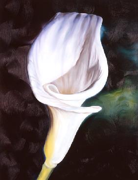 Virgin-Lily