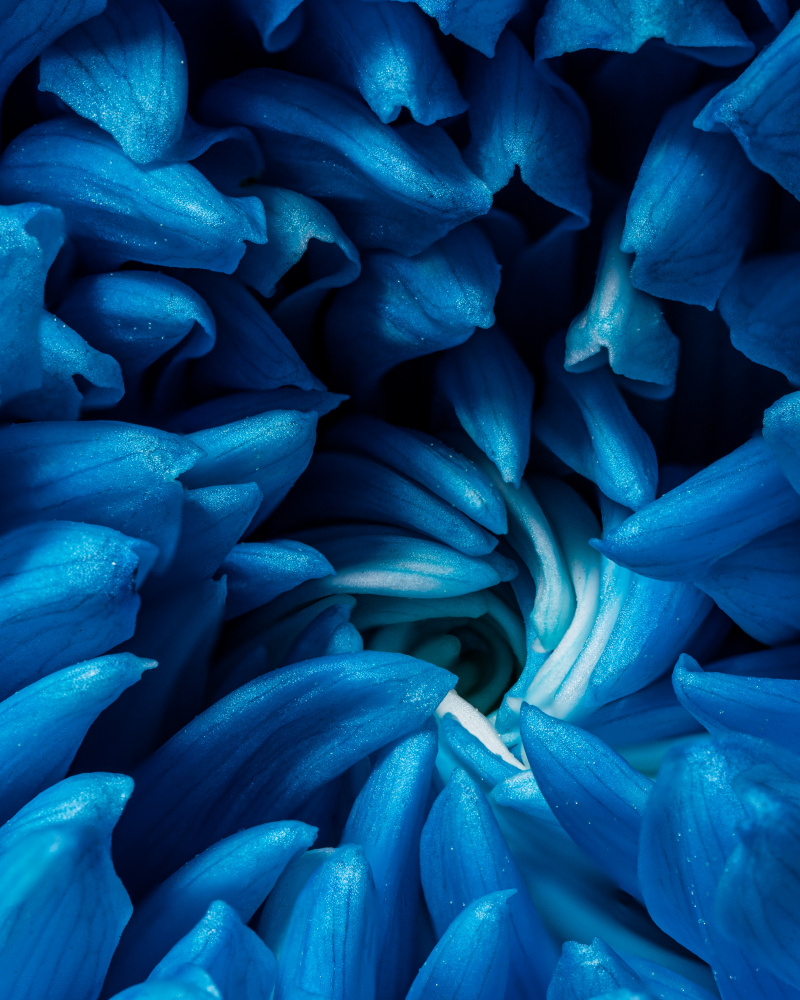 Blue chrysanthemum à Konstantin Morozov