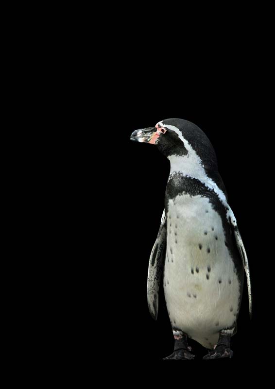 Pingouin II à Kunskopie Kunstkopie