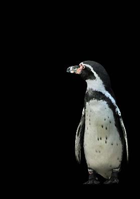 Pingouin II