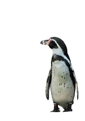 Pingouin  - Kunskopie Kunstkopie