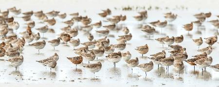 Bar-tailed Godwit 19