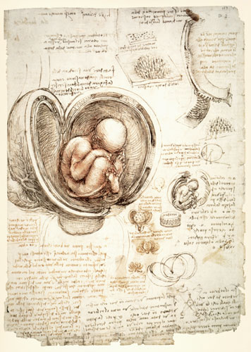The Human Foetus in the Womb, facsimile copy  & à Léonard de Vinci