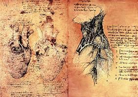 Dessin anatomique des cœurs et des vaisseaux sanguins de Quaderni di Anatomia vol 2; folio 3v