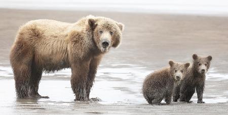 Momma Bear and Cubs