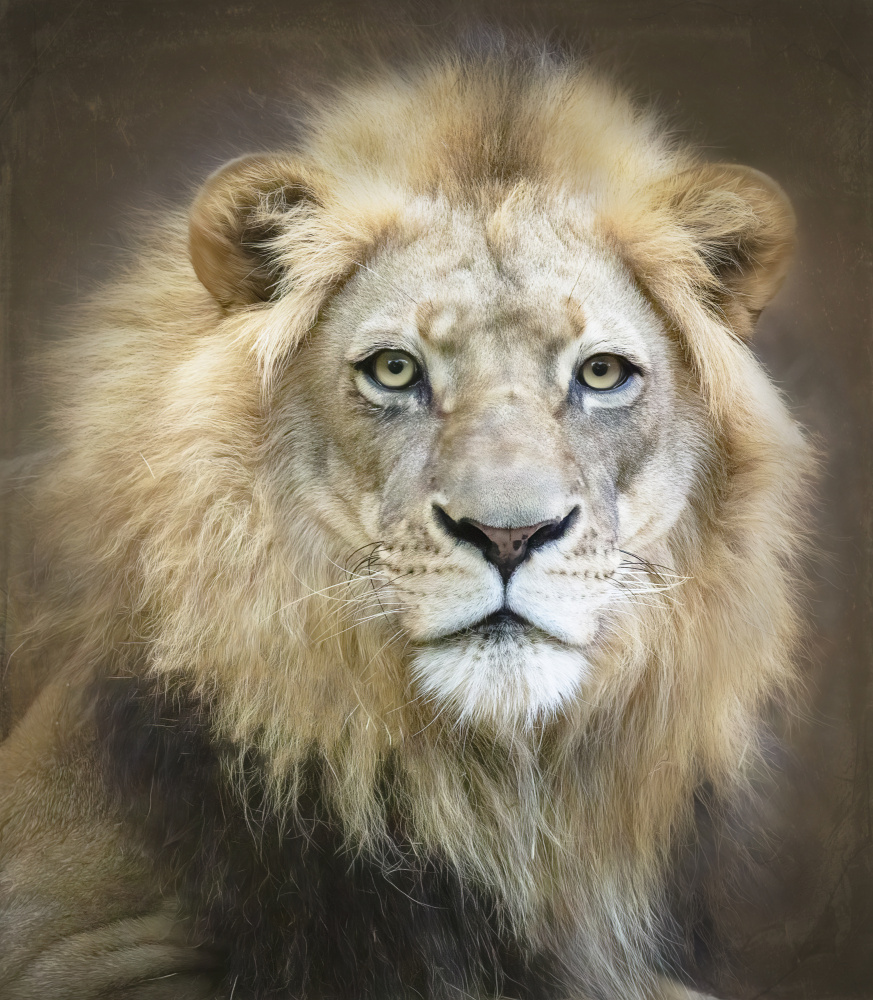 Portrait of a Young Male Lion à Linda D Lester