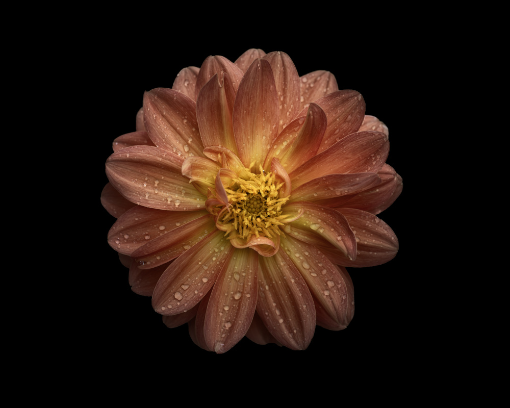 Dahlia à Lotte Grønkjær