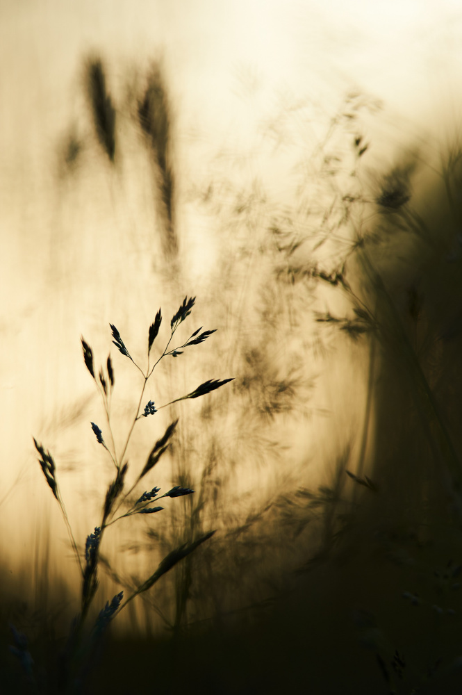 grass à Luc Baekelandt