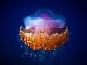 Fried Egg Jellyfish