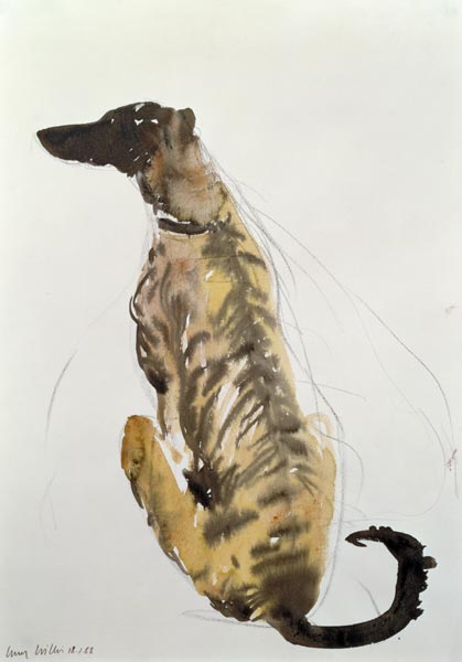 Lurcher Sitting, 1988 (charcoal and w/c on paper)  à Lucy Willis