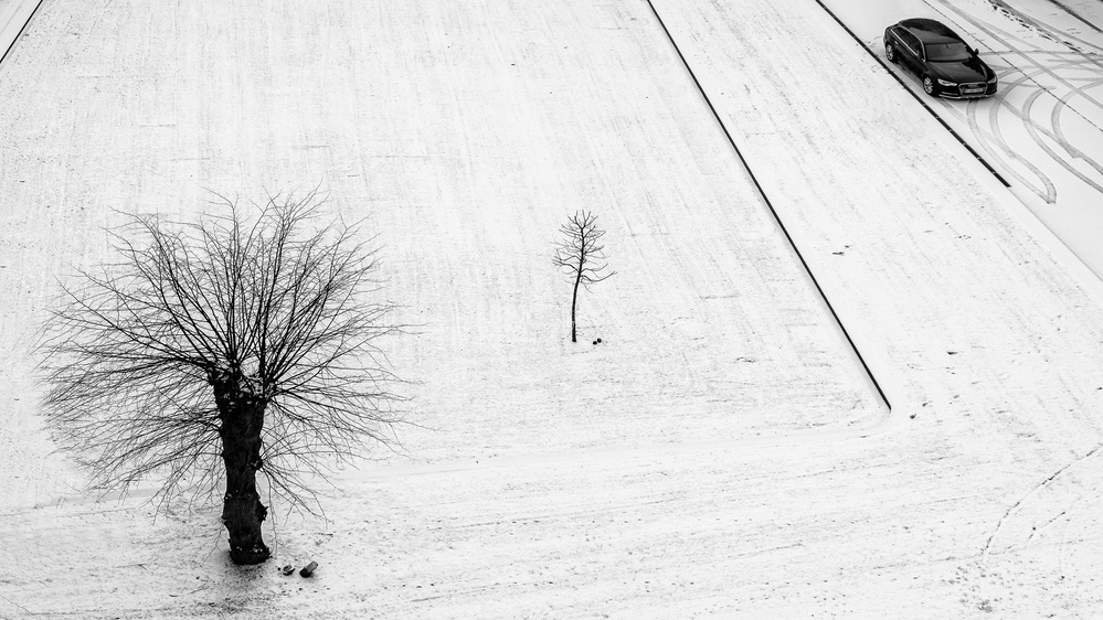 two trees for one car à Lus Joosten