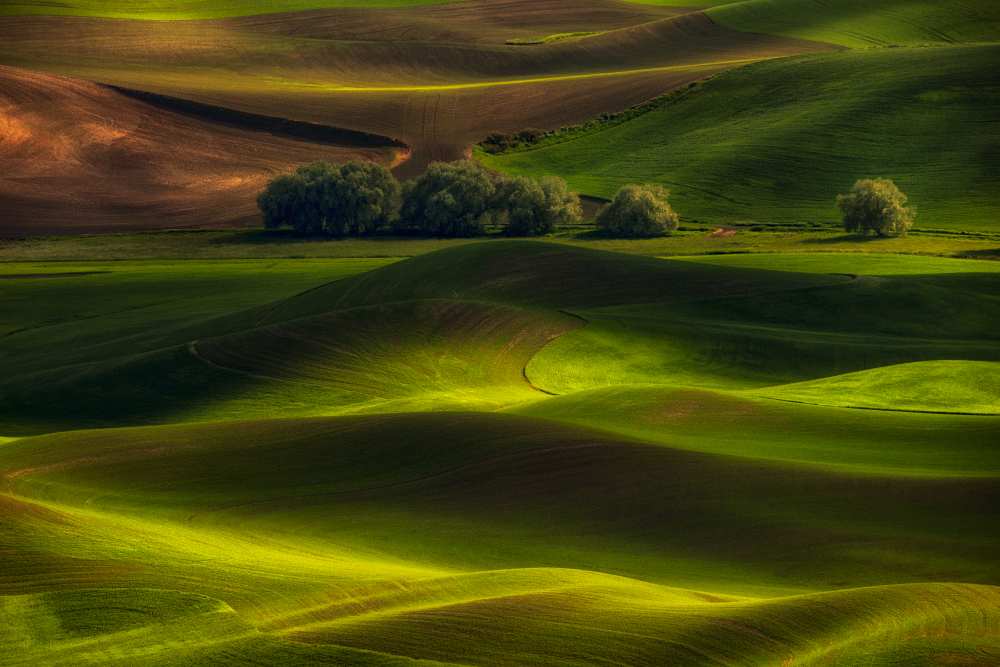 Spring in the Palouse à Lydia Jacobs