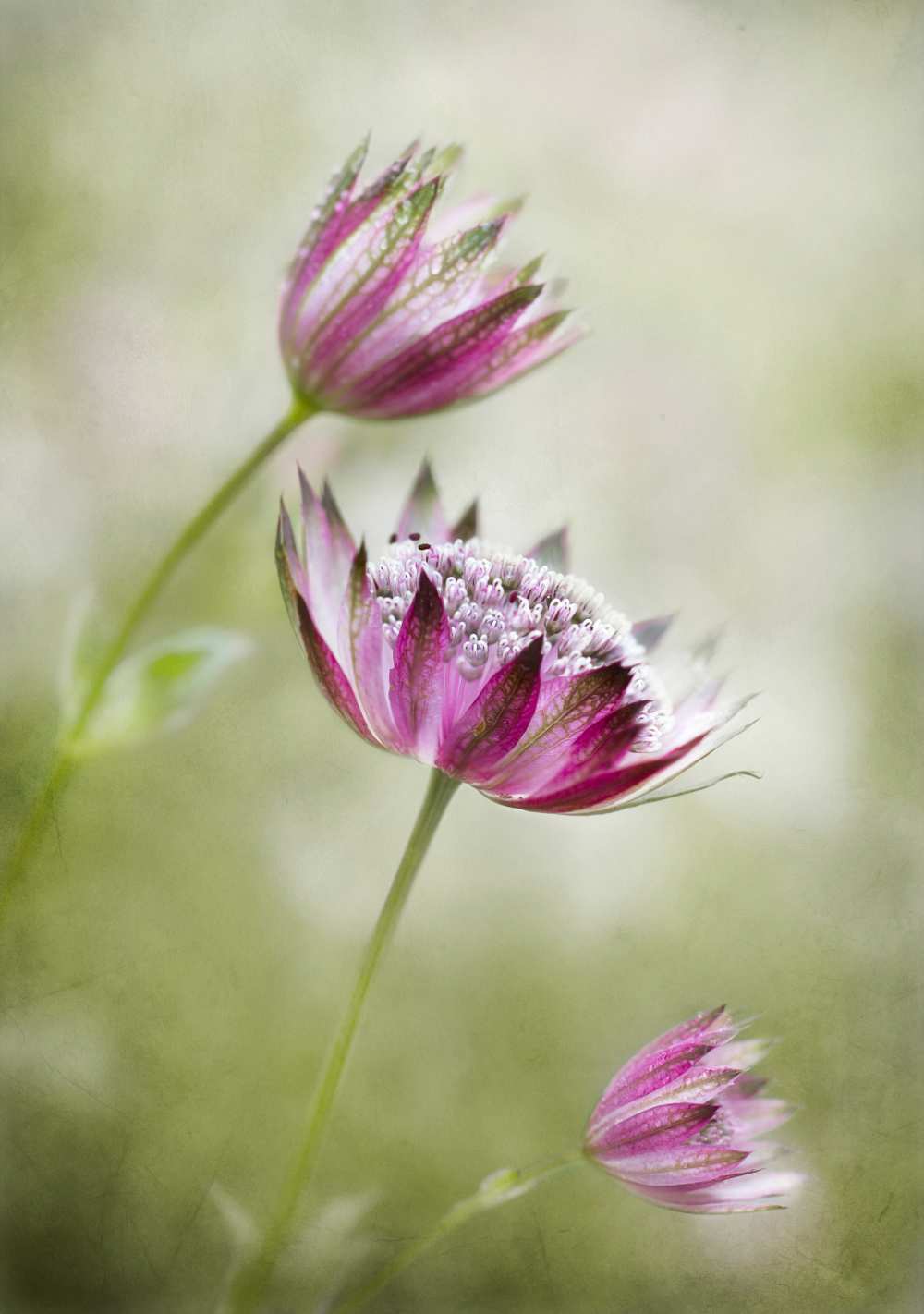 Astrantia à Mandy Disher