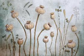 Papaver