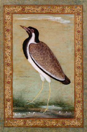 Indian lapwing