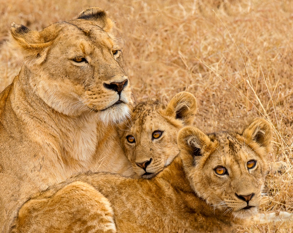 Ngorongoro proud mother à Marc Pelissier