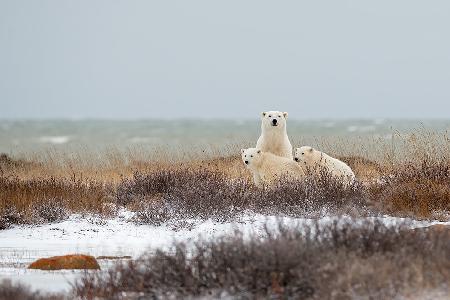 The family in the wind