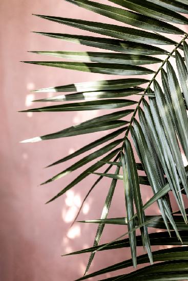 Palm Leaves 23