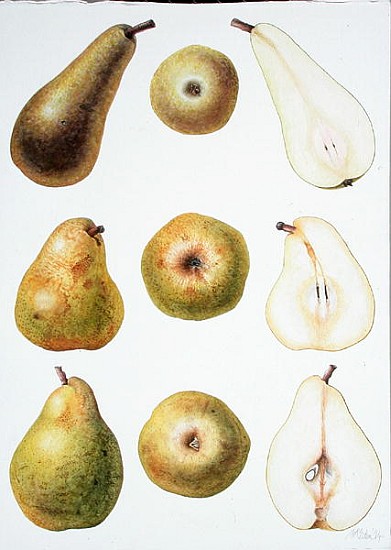 Six Pears, 1994 (w/c on paper)  à Margaret Ann  Eden