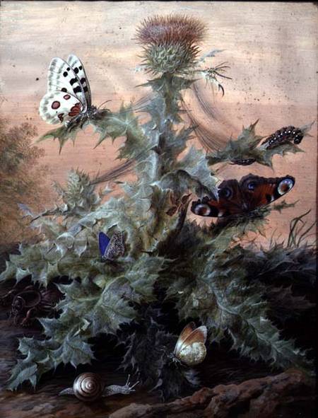 Insects Around a Thistle à Margaretha Barbara Dietzsch