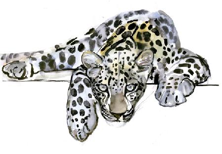 Arabian Leopard