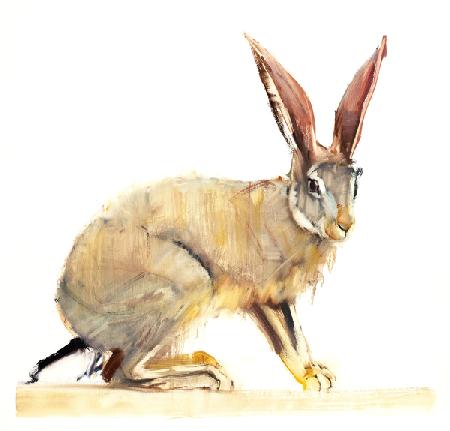 Cape Hare