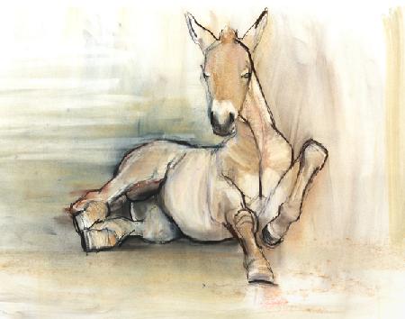 Foal